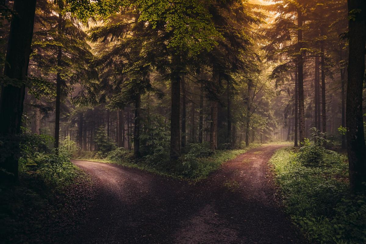 A misty dirt road forks into two paths through a lush forest at sunrise